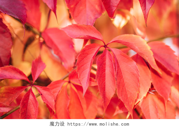 堆积的红色树叶关闭美丽的红叶植物与红色叶子